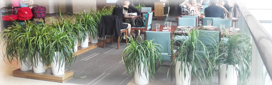 �����̻�ֲ������